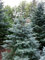 10st. Colorado-Tanne Abies concolor 20-40cm Wurzelware Weihnachtsbaum Gestecke Colorado-Tanne