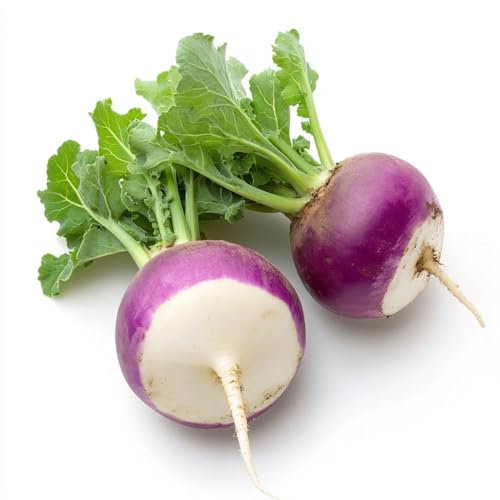 300 Semillas de Nabo Redondas de Nancy - SemiSauvage Permaculture