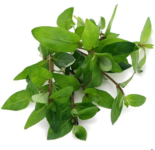 K2AQUA Staurogyne Repens (5, 10, 20 Plants) Live Aquarium Plant Carpet Effect Foreground Midground Aquascaping Tropical Tank Shrimp Safe Free from Snails (5)