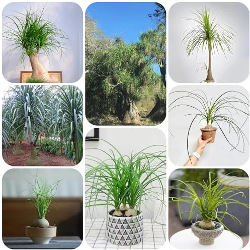 elefantenfuß samen - elefantenfuß exotische pflanzen - Seltene pflanzen - balkon pflanze topfpflanzen dekopflanzen zimmerpflanze pflanztöpfe dachbegrünung samen stauden winterhart 450pcs