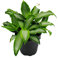 Exotenherz - Murdannia loriformis Bright Star - niedrig wachsende Zimmerpflanze - 12cm Topf