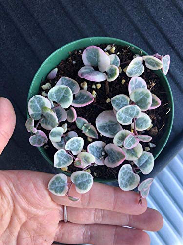 Variegated (tri-Color) String of Hearts Plant Succulent (4 inch Pot)
