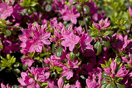 Rhododendron obtusum 'Kermesina Rose' 15-20 cm – Winterhart, Mehrjährig, Immergrün – Japanische Azalee – Zierstrauch für Garten & Kübel