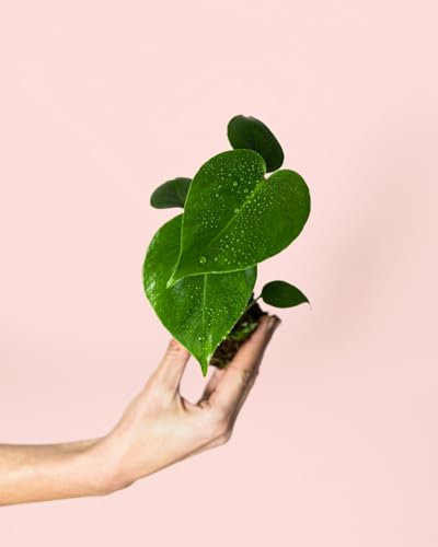 Monstera Deliciosa Mini | Costilla de Adán | Planta Natural | Pur Plant