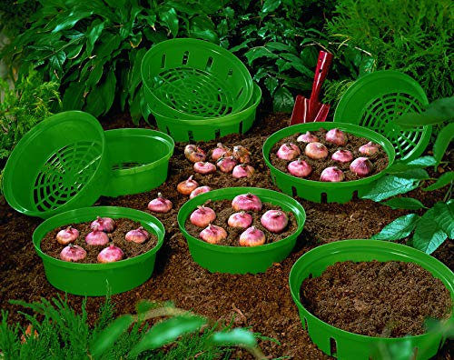 Green Garden Bulb Basket lightweight Plastic for Bulb Planting and Lifting Leaving No Stray Bulbs by Thompson and Morgan