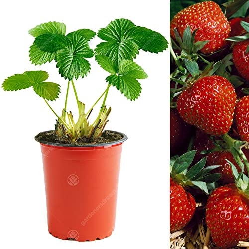 Strawberry Korona | Early Fruiting Disease Resistant Perennial Fruit Plants | 10 Pack