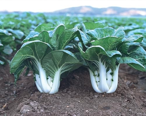 2000+ Chinese White STEM PAK Choi Bok Choy Seeds - Non-GMO Heirloom Seeds by Mai's Family