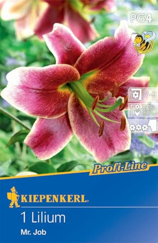 Kiepenkerl Profi-Line Baumlilie Mr. Job - Duftende Blumenzwiebeln für beeindruckende 2,4m hohe Lilien, Ideal als Schnittblumen