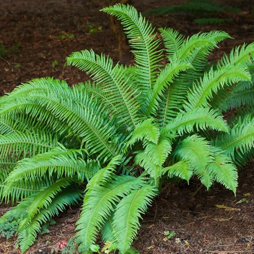 YouGarden Western Sword Fern, Polystichum munitum, Evergreen Hardy Shade Perennial, Dark Green Architectural Foliage, RHS Award Winner, Ready To Plant, 2 Litre Pot