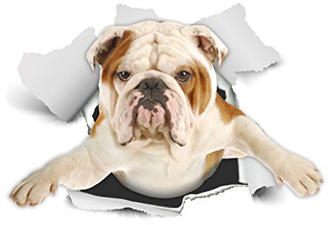 Winston & Bear 3D Dog Stickers - 2 Pack - British Bulldog Sticker for Wall, Fridge, Toilet and More English Bulldog