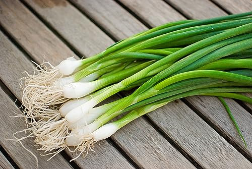 BIO Saatgut weiße Zwiebel Lisboa 100 x Samen | 100% Natur mit Super Keimrate