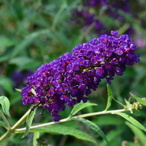 Pianta vera di Buddleja davidii Royal Red - Diametro Vaso Ø 24 cm
