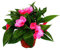 Exotenherz - Edel-Lieschen - Impatiens Neu-Guinea - 12cm Topf - Set mit 3 Pflanzen - Lila