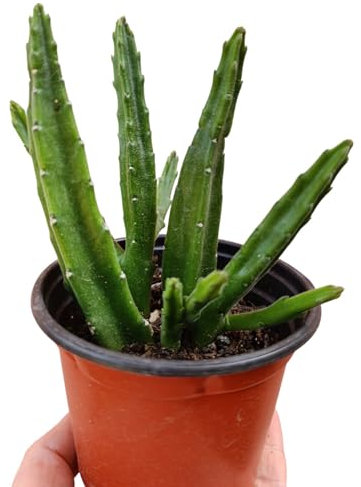 Stapelia leendertziae fiori a campana tulipano bordeaux pianta grassa vera