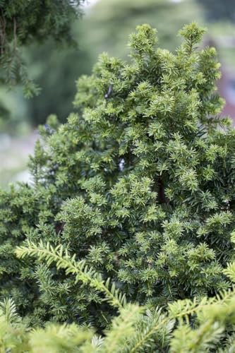 Taxus baccata 'Golden Crown' 20-25 cm – Immergrün, Winterhart, Pflegeleicht – Eibe – Heckenpflanze für Garten & Sichtschutz