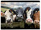 Shopagift Herd of Cattle Cows Glass Chopping Board Large Kitchen Worktop Saver 39cm x 28cm