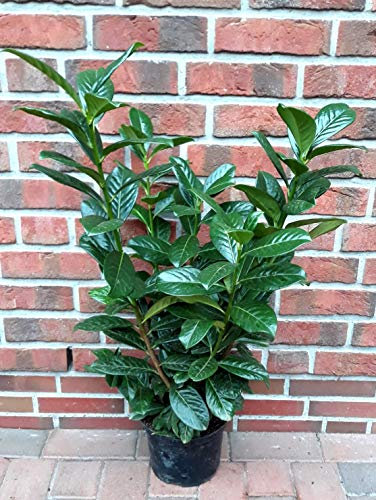 10 Kirschlorbeer Pflanzen, Prunus Novita, Höhe: 60-70 cm ab Topfoberkante