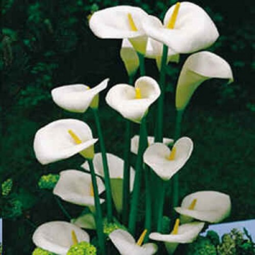 12 Semillas Zantedeschia Aethiopica cala (casa de la planta) Flores blancas