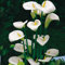 12 Semillas Zantedeschia Aethiopica cala (casa de la planta) Flores blancas
