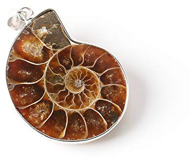 BlackAmazement 316L Edelstahl Anhänger Halskette echtes Ammoniten Fossil Herren Damen (Anhänger mit Kette)