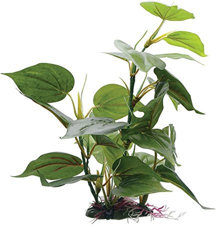 FLUVAL Plante d'Aquarium pour Aquariophilie Anubia