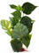 FLUVAL Plante d'Aquarium pour Aquariophilie Anubia