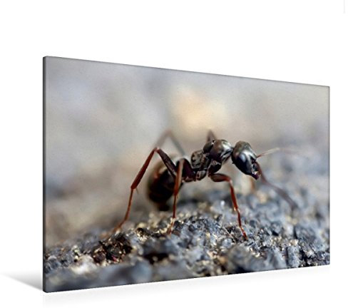 Premium Textil-Leinwand 120 x 80 cm Quer-Format Ameisen - Ordnung im Durcheinander | Wandbild, HD-Bild auf Keilrahmen, Fertigbild auf hochwertigem Vlies, Leinwanddruck von Peter Roder