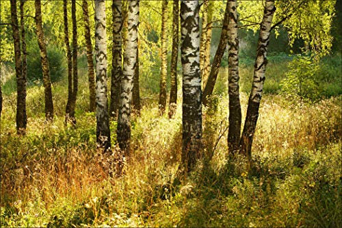 Muralo Vlies Fototapete 270x180 Natur Wald Tapete Wandtapeten Bäume Birken Stämme Blätter Wohnzimmer Schlafzimmer Moderne Wandbilder XXL Wand Dekoration Br. 270 cm x Hö. 180 cm