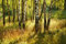 Muralo Vlies Fototapete 270x180 Natur Wald Tapete Wandtapeten Bäume Birken Stämme Blätter Wohnzimmer Schlafzimmer Moderne Wandbilder XXL Wand Dekoration Br. 270 cm x Hö. 180 cm