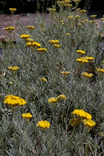 Helichrysum italicum - Currykraut - Gewürzpflanze