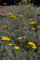 Helichrysum italicum - Currykraut - Gewürzpflanze
