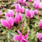 6x Cyclamen de Naples - Cyclamen hederifolium ‘Rose Pearls’ - Godet 9x9cm