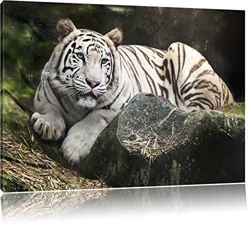 Pixxprint Weisser Tiger, Bild, Größe: 120x80cm, Leinwandbild, fertig gespannt, Wandbild, Dekoration, Kunstdruck, kein Poster