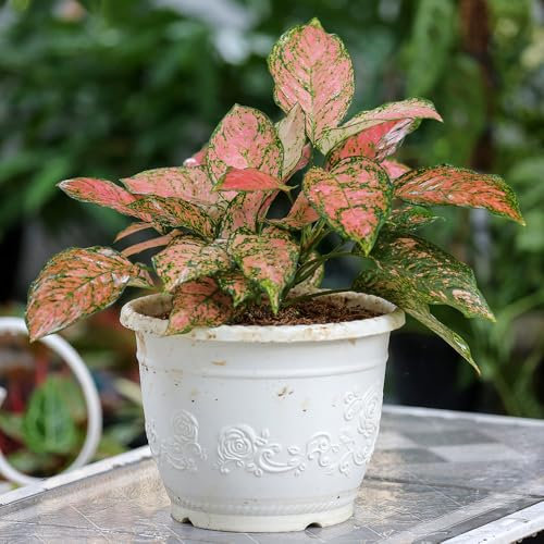 You Garden - House Plants Aglaonema commutatum Red Valentine, Set of Three Chinese Evergreen, Pink Leaves, Indoor Plants in 6cm Pots, for Home, Office or Living Room