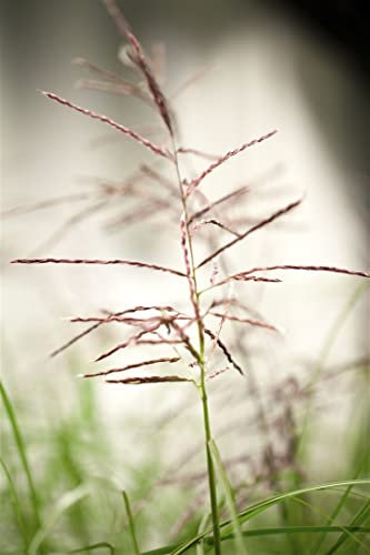 Chinaschilf 'Ferner Osten' im Topf Miscanthus sinensis winterhart