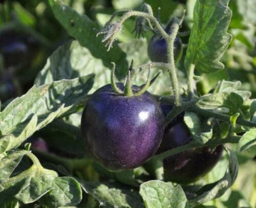 20 graines de TOMATE INDIGO ROSE (Lycopersicum esc.) K70 BLUE TOMATO SEEDS SAMEN:Seeds
