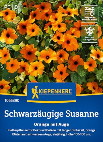 Kiepenkerl Schwarzäugige Susanne-Samen Orange mit Auge 1065390 - Kletterpflanze - lange Blütezeit - orangene Blüten - Saatgut, Pflanzen, Blumensamen