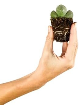 Planta Viva de Lithops Cactus Piedra en Maceta Pequeña
