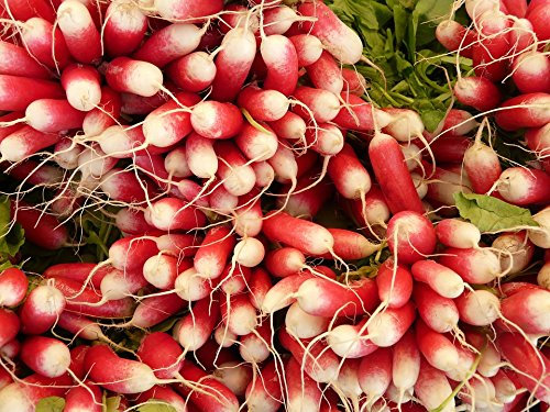 Graines Radis flamboyant - sachet de 10 grammes - Raphanus/sativus/Brassicaceae - Graines de style