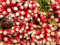 Graines Radis flamboyant - sachet de 10 grammes - Raphanus/sativus/Brassicaceae - Graines de style