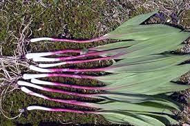 Aamish 20 semillas de cebolla de puerro salvaje