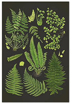 QITEX Bilder Leinwand Farn Botanischer Kunstdrucke Grüner Farn Poster Schwarzer Hintergrund Wandbild Wissenschaftliche Illustration Gemälde Leinwand Bild Küche Dekor 40x60cm ohne Rahmen