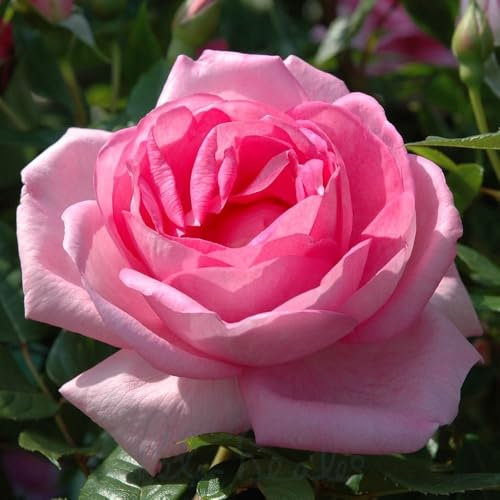 Peter Beales Roses Mum in A Million Bush Rose, 120cm x 60cm, Deep Pink, Very Fragrant