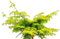 Urweltmammutbaum 'Metasequoia Gold Rush' 40-60 cm winterhart Freilandaufzucht