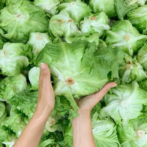 200 Pc Semi Di Piante Di Lattuga Iceberg, Semi Di Lattuga Raccogliere Lattuga - Semi Di Ortaggi, Semi Di Antiche Varietà Raccolta Della Lattuga Semi Di Lattuga, Semi Di Lattuga Iceberg