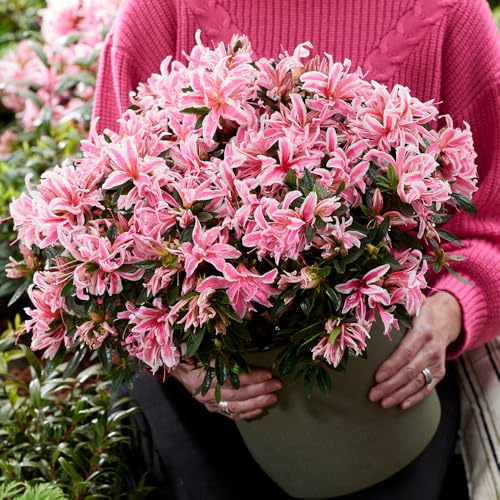 YouGarden Azalea 'Pink Spider', Pair of Established Plants in 13cm Pots, Hardy Evergreen Shrubs for Pots and Borders