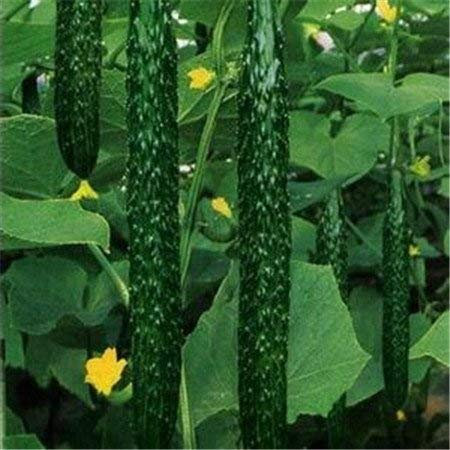 SwansGreen Hemerocallis Hemerocallis Semilla Semilla 50Pcs híbrido Holanda del arco iris Bonsai semilla de flor Hemerocallis Lirio delicioso vegetal sana puede comer 24