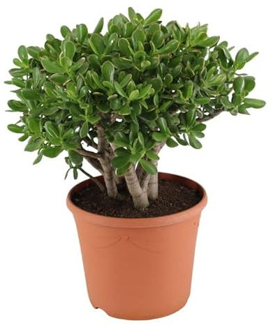 Crassula ovata 'Sunset' - Geldbaum Topf 17 cm Höhe: 30 cm Zimmerpflanzen, Der Geldbaum gehört zu den Sukkulenten, den Wasserspeicherpflanzen