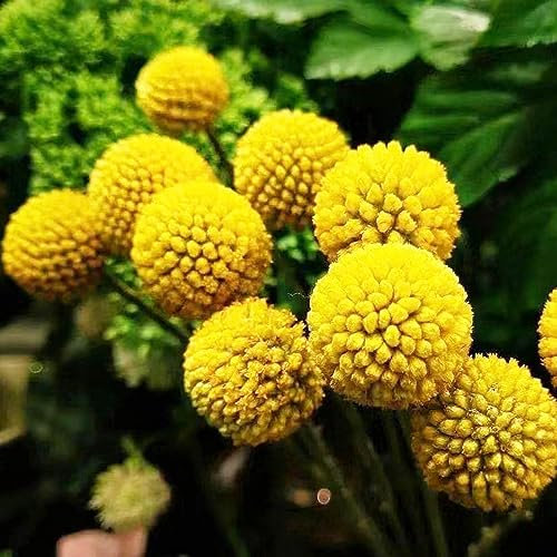400 pcs trommelstock samen - pflanztöpfe luftreinigende zimmerpflanzen Trommelstöckchen,Craspedia Globosa drumstick, blumensamen geschenk deko pflanze wildblumenwiese saatgut mehrjährig