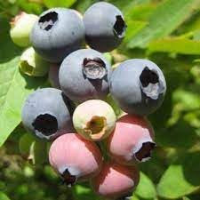 Mirtillo Americano “Darrow” – Tardivo gigante Pianta da Frutta Frutto Foto Reali